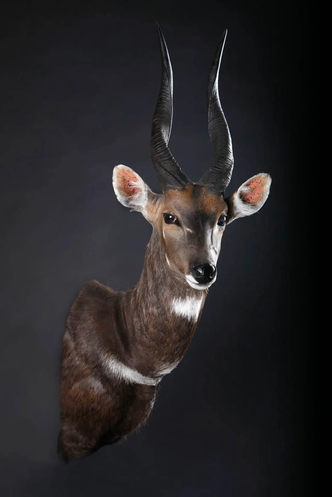 Bushbuck Shoulder Shoulder Mount — Highveld Taxidermists